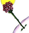 rose2.jpg (4395 octets)